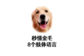 资深铲屎官，都知道金毛这8个动作的含义！
