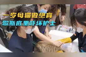 小姐姐带母猫去做绝育，猫咪歇斯底里吓坏护士，场面搞笑又可怜视频封面