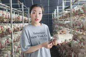 种植白木耳要注意哪些事情？农村姑娘给分享经验！一定要注意