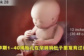 好神奇，动画还原1-40周胎儿在妈妈肚子里发育过程，第几周最可爱视频封面