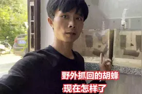 野外抓回的黄脚胡蜂，小伙用上这些精心喂养，能长成10几斤一窝吗