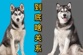 扒一扒阿拉斯加，顺带说说它跟哈士奇，到底啥关系视频封面