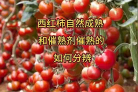西红柿自然成熟和用药催熟的？怎么来辨别？知道两点就不会买错视频封面