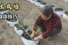 无土栽培低成本的技巧，自己制作基质，秸秆废物都能用视频封面