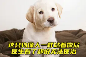 狗狗像人一样站着撒尿，主人担心它身体有问题，医生却说无法医治