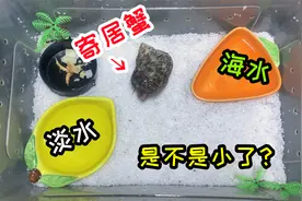 给“寄居蟹”布置一个新窝，感觉把蟹放进去后，是不是有点小了？视频封面