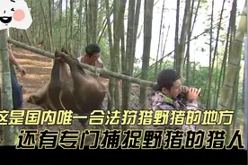 我国还合法狩猎的省份，野猪泛滥，当地还有专门清理野猪的猎人