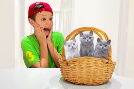 男孩帮忙照顾小猫咪，可它们总是四处乱跑，真的是太费力了视频封面