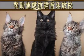 能够缓解宠物焦虑不安的放松音乐，亲测猫咪静静听着直至睡着视频封面