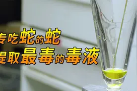 体型最大的毒蛇专吃各种毒蛇的毒蛇 提取眼镜王蛇的毒液 4K超高清视频封面