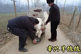农村兄弟俩宰羊过年，谁也不敢下手找位大爷现场指点，这羊冤死了视频封面