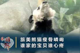 旅美大熊猫瘦骨嶙峋，水池污浊满地粪便，中国动物园协会回应来了视频封面
