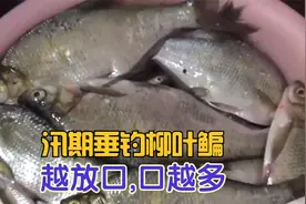 野钓:垂钓柳叶鳊,越是放口,为何鱼口越多?因为鳊鱼的这个习性视频封面