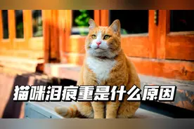 猫咪泪痕重是什么原因？这4种情况，你想到几个