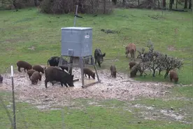 弓箭猎野猪 复合弓的射击声音 与野猪的惨叫声视频封面