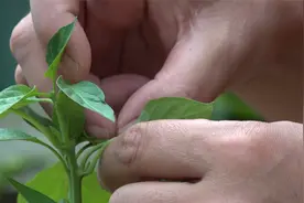 阳台辣椒，为啥打顶长芽了还要掐？看完我也回家掐了视频封面