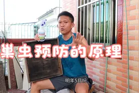 巢虫是怎样滋生出来的，如何能够高效的预防巢虫上脾，小伙来教你视频封面