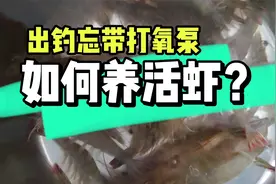 忘带打氧泵如何养活活虾？视频封面