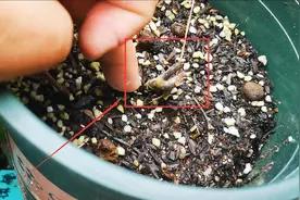 月季枝条没了，只剩根还能成活吗？别轻易放弃，也许还有惊喜视频封面