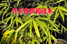 竹子养护方法，竹子浇水方法