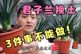 给君子兰秋季换土时，这3件事千万别做，否则会影响根系服盆！视频封面
