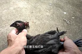 家鸡配野鸡出的小鸡，头上长了个“肉瘤”，只能将其切除视频封面