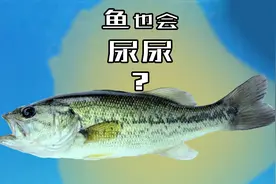 水里的鱼也会排泄吗？视频封面