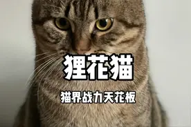 狸花猫为什么被称为猫界的战力天花板? 不了解还真不知道！视频封面