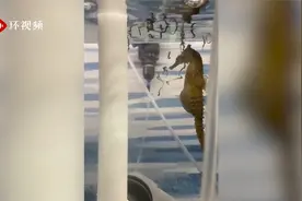 悉尼水族馆内一只海马爸爸诞下100个后代 每个只有米粒大小视频封面