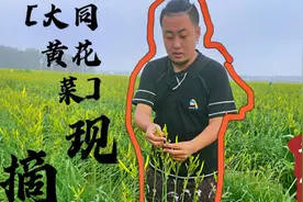 vlog：大同万亩黄花菜采摘，原来天天吃的黄花菜还有这么多讲究？