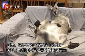 澳大利亚一只袋鼠喜欢"葛优躺" 每晚赖在沙发上赶不走视频封面