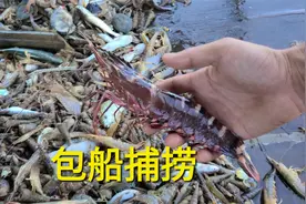 花680包船出海捕捞，起网后看到大虾，太爽了视频封面