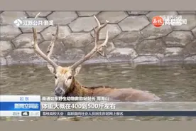 体重达到四五百斤，海滩现野生麋鹿，众人齐力助其脱险视频封面