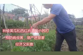 种植西红柿、黄瓜等蔬菜，巧用小苏打，预防病虫害产量还提高
