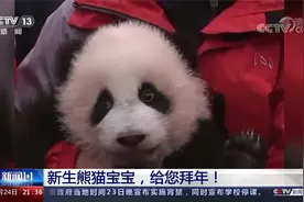 20只大熊猫幼崽首次集体亮相！央视关注新生熊猫宝宝，给您拜年！视频封面
