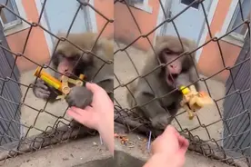 动物园男子逗猴子，结局网友爆笑：天下武功，唯快不破！