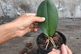 蝴蝶兰用叶片就可以扦插，方法简单生根快，赶紧学起来吧！