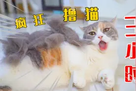 狂撸猫咪3小时，能薅下多少猫毛？后悔养猫了！