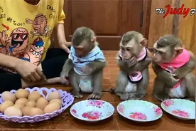 今天的白水煮鸡蛋吃的也很香呢视频封面