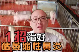 猪鼻子不通呼吸用力，就是猪萎缩性鼻炎，用土方法治疗不会反复视频封面