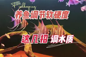 新手养鱼，如何合理调节水体的软硬度：养鱼笔记第3季106集视频封面
