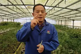 新移栽的苗木叶片发黑？新手不懂乱用水肥，老杨教你如何合理用水视频封面