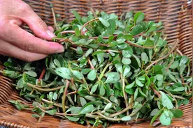 马齿苋这个做法太好吃了，这样一次做一盆不够吃，营养高超下饭