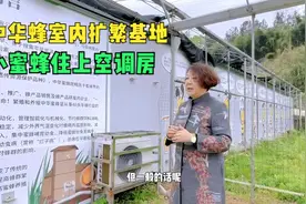 贵州建最大中华蜂室内扩繁基地，小蜜蜂住上空调房，具体目的透露视频封面