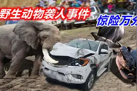 野生动物袭人事件，惊险万分！视频封面