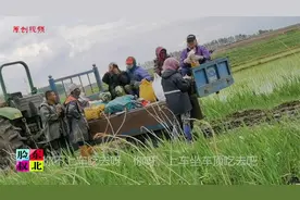 为啥腰窝棚女人最厉害？一天150，猫腰把苗补，勤劳的女当家！视频封面