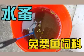 【鱼趣】分享自己平时用水蚤当鱼饲料养国斗的过程视频封面