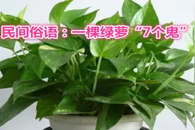 民间俗语：一棵绿萝“7个鬼”，是什么意思？为何说不能在家养？视频封面