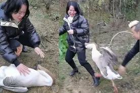霸道鹅！贵州一女子穿羽绒服遭家中大鹅追咬：它觉得我穿了它羽毛视频封面