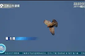 鹰击长空猛禽过境，南通五山地区现“鹰河”奇景！视频封面